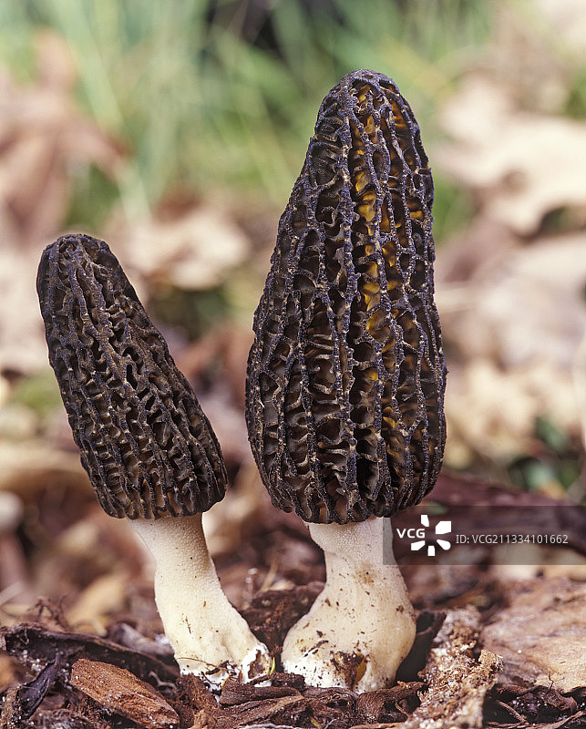 法国林下羊肚菌图片素材