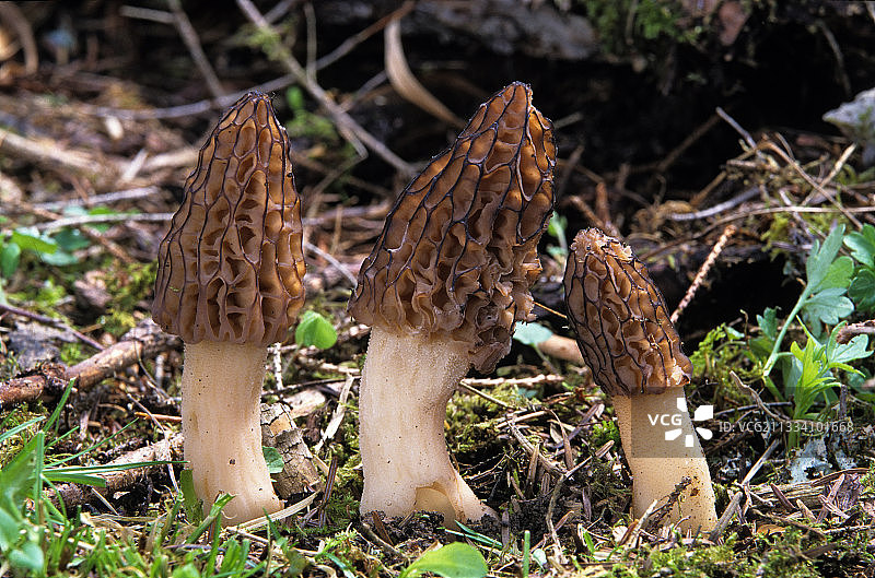 法国林下羊肚菌图片素材