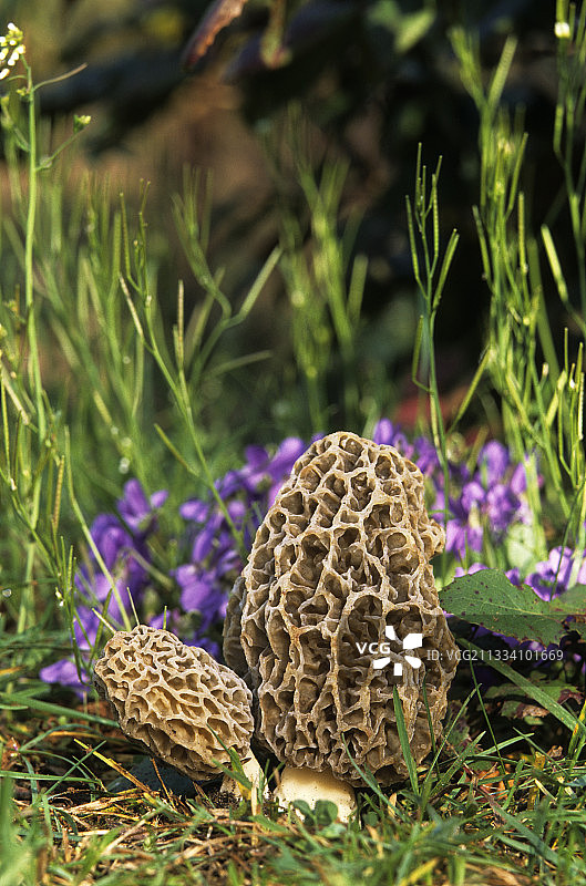 法国林下羊肚菌图片素材