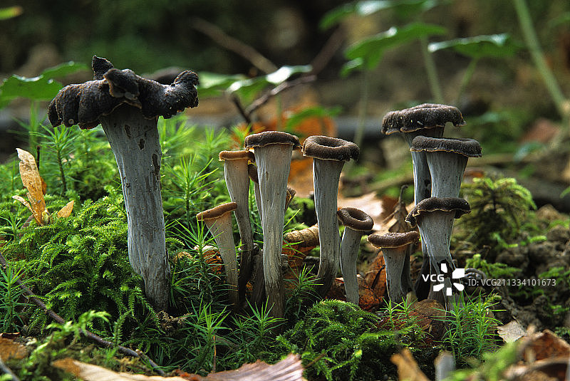 法国苔藓中的黑色喇叭图片素材