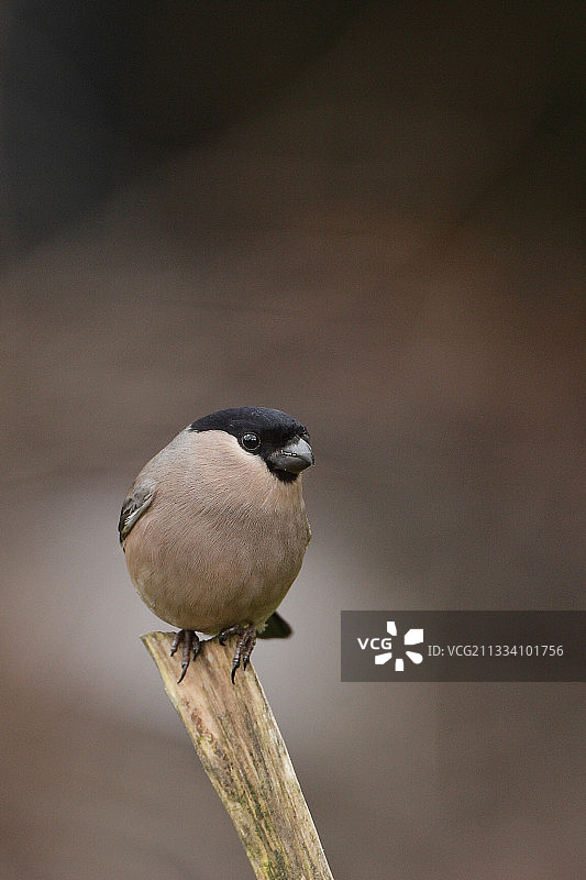 栖息在杆子上的雌性红腹灰雀，法国图片素材