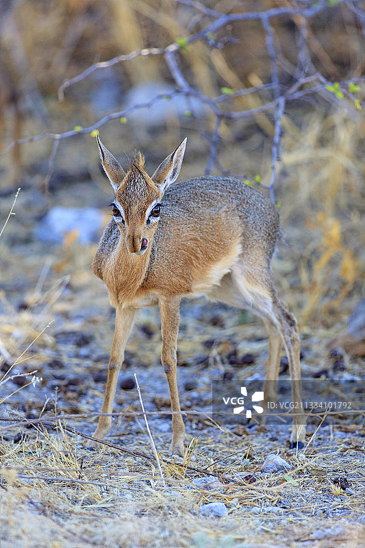 纳米比亚埃托沙草原上的柯氏小羚羊（雌性）图片素材