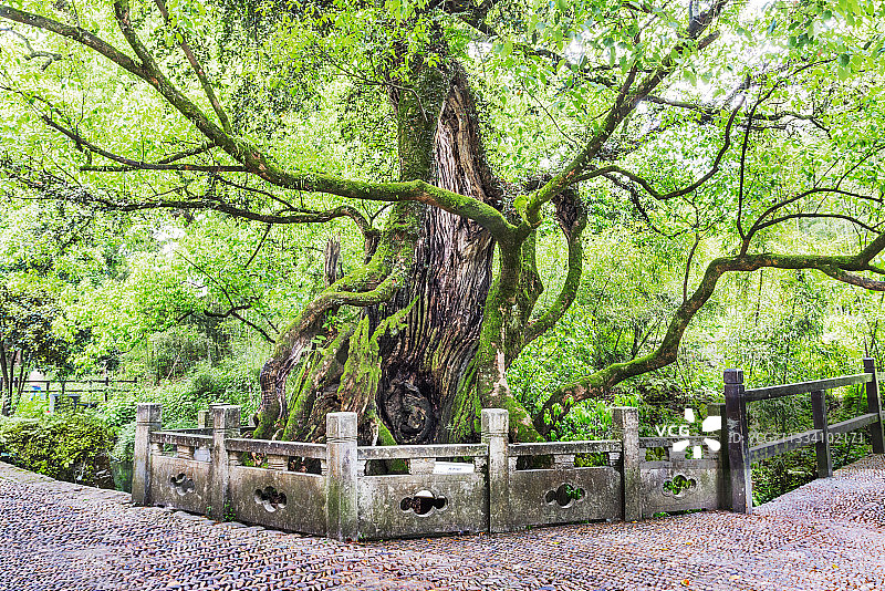 历经千年风雨的老樟树图片素材