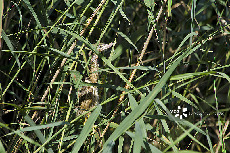 法国布尔歇湖芦苇丛中的幼年麻鳽图片素材