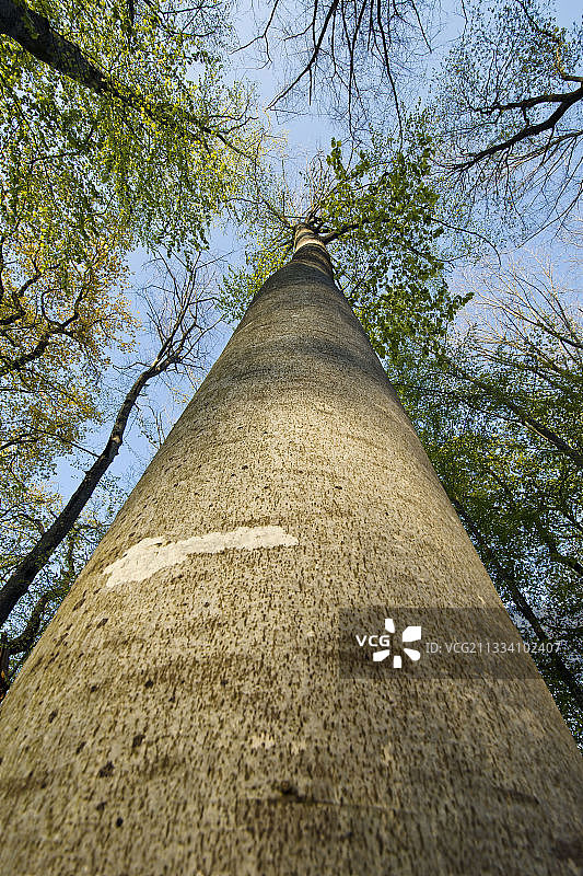 法国森林中的欧洲山毛榉树干图片素材