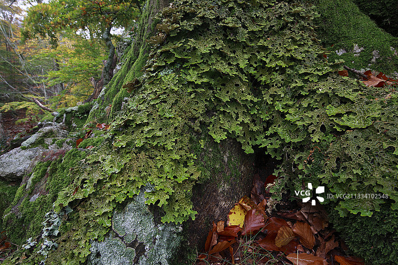 法国比利牛斯山脉阿尔贝雷斯山马萨内森林保护区图片素材