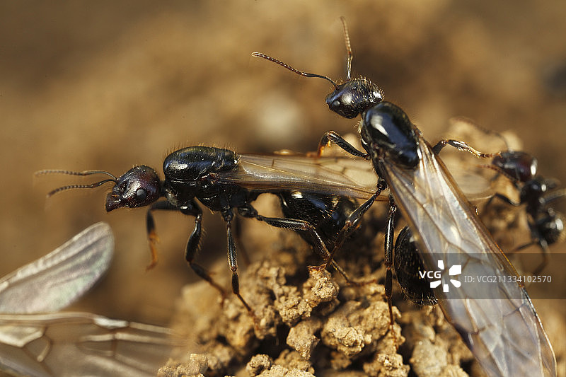 阿尔贝雷斯山脉的收割蚁图片素材