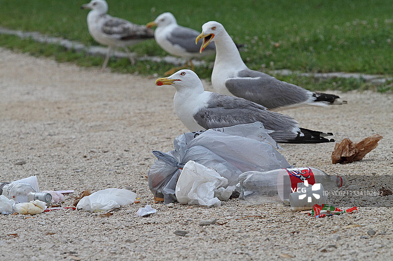 在法国公共垃圾箱里吃东西的黄腿海鸥图片素材