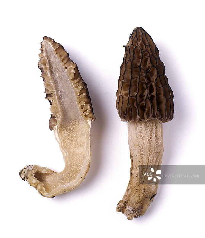 工作室里的羊肚菌图片素材