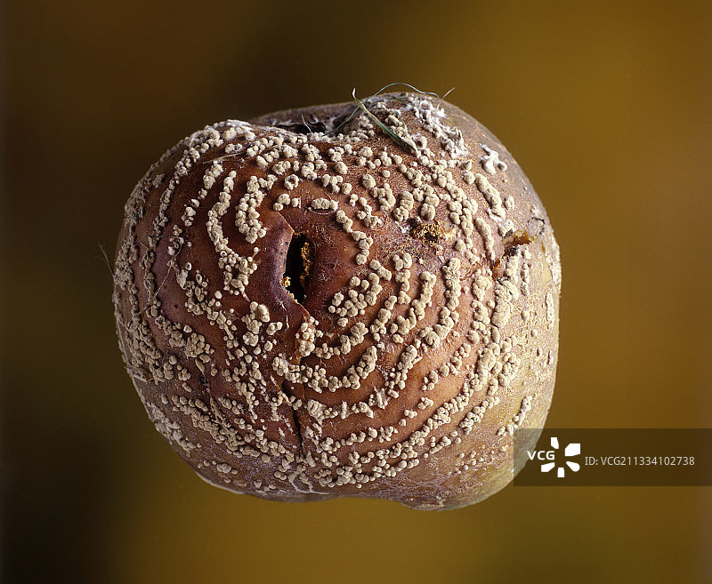 烂苹果上的莫尼利亚真菌图片素材