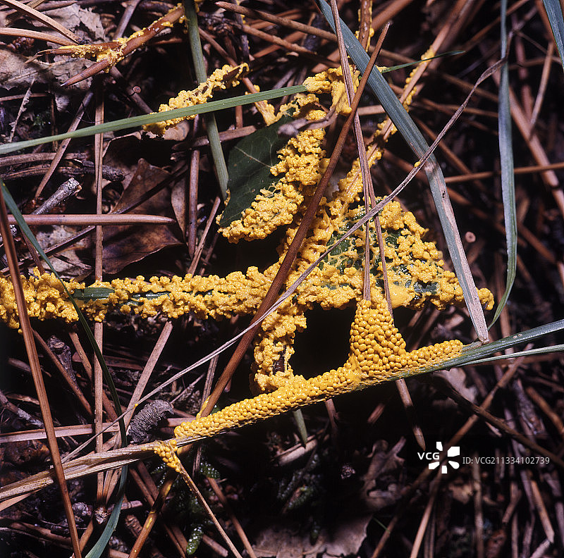松针上的昆虫卵图片素材