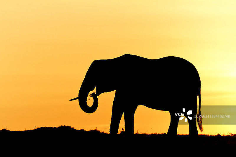 肯尼亚马赛马拉草原上的非洲象图片素材