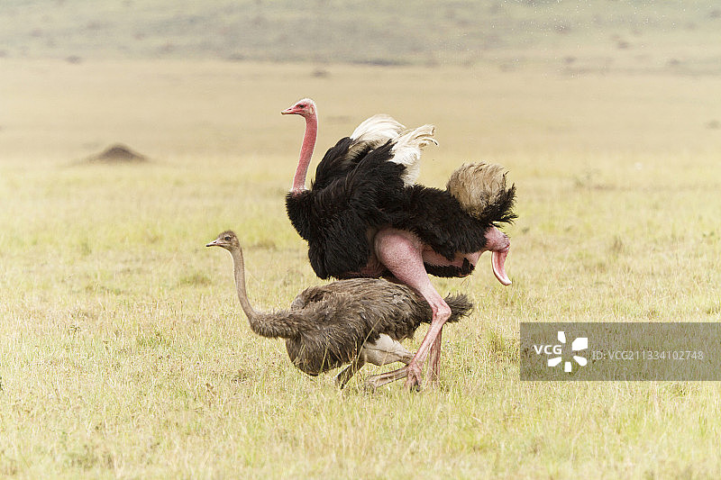 交配结束图片素材