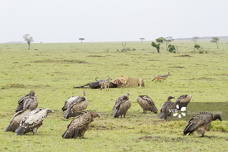 狮子、豺狼和秃鹫在马赛马拉的角马尸体上图片素材
