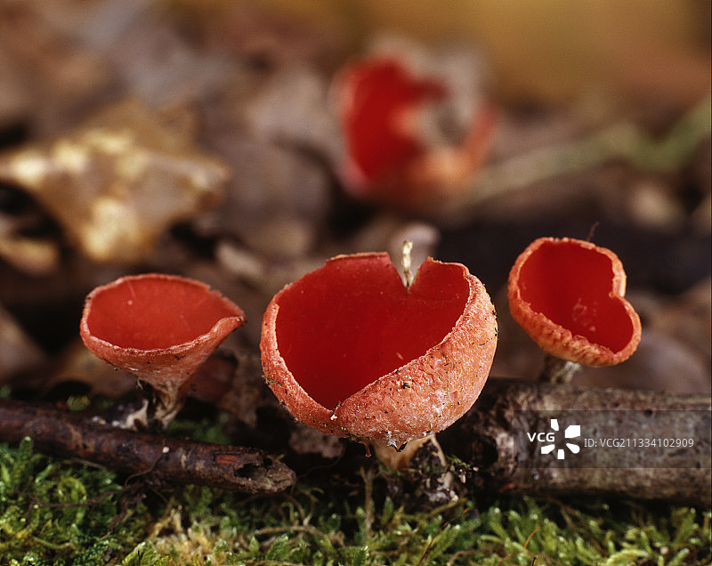 林下灌木丛中树枝上的猩红杯菌图片素材
