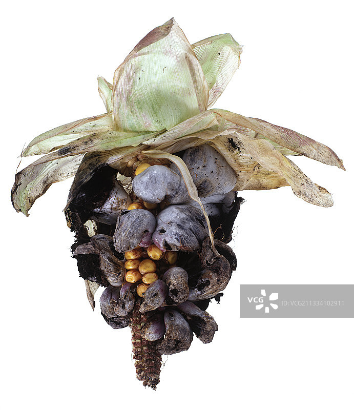 玉米棒子上的煮沸的黑穗菌图片素材