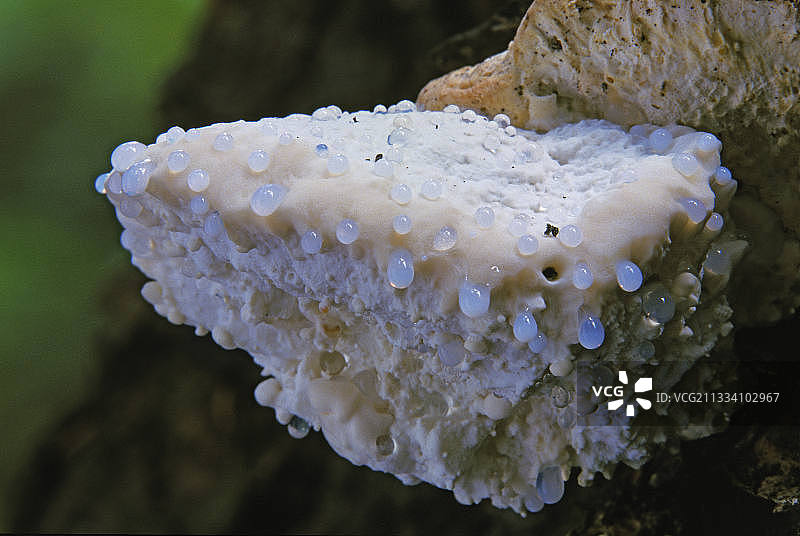 灌木丛中的多孔菌图片素材