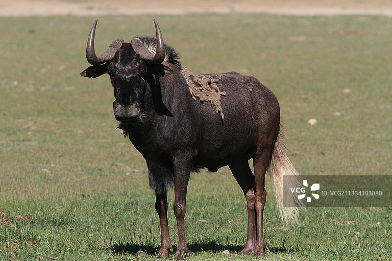 黑角马非洲西热昂保护区图片素材