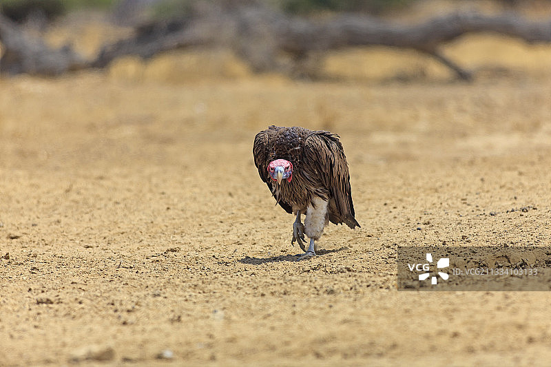 卡拉哈迪跨境公园的秃鹫图片素材