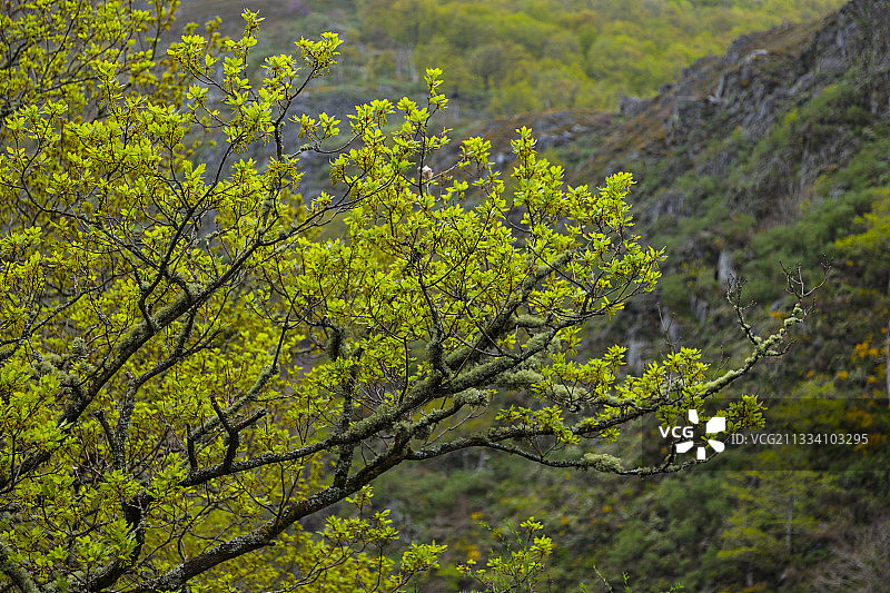 富恩特斯德尔纳尔塞阿德加尼亚和伊维亚国家公园的夏栎图片素材