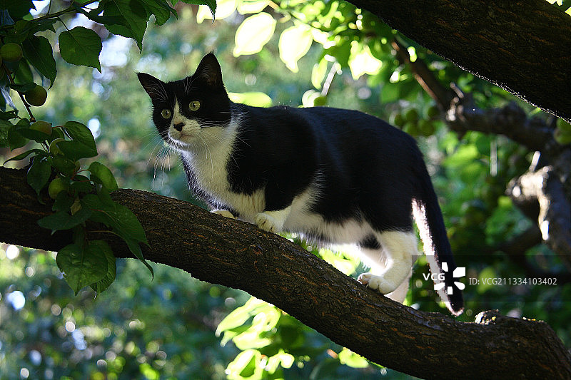 在法国花园树枝上的猫图片素材