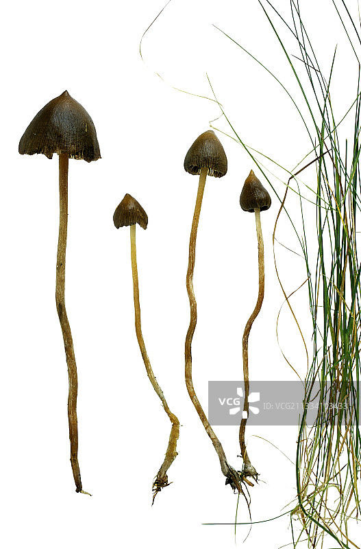 白色背景上的魔法蘑菇和草地图片素材