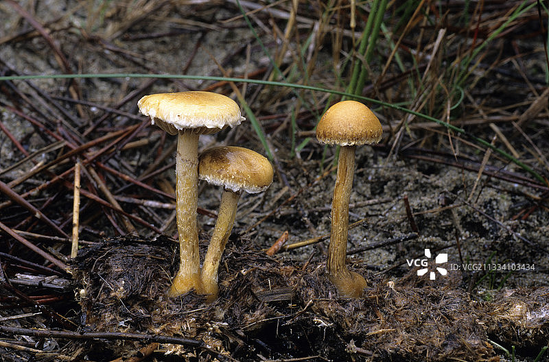 法国的魔法蘑菇图片素材