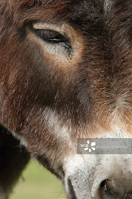 家养驴肖像图片素材