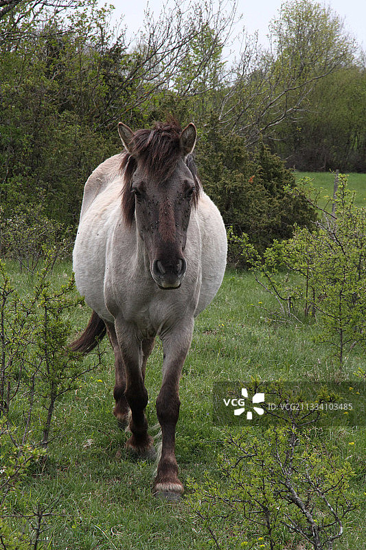 法国罗纳-阿尔卑斯Bugey草甸上的欧洲野马图片素材