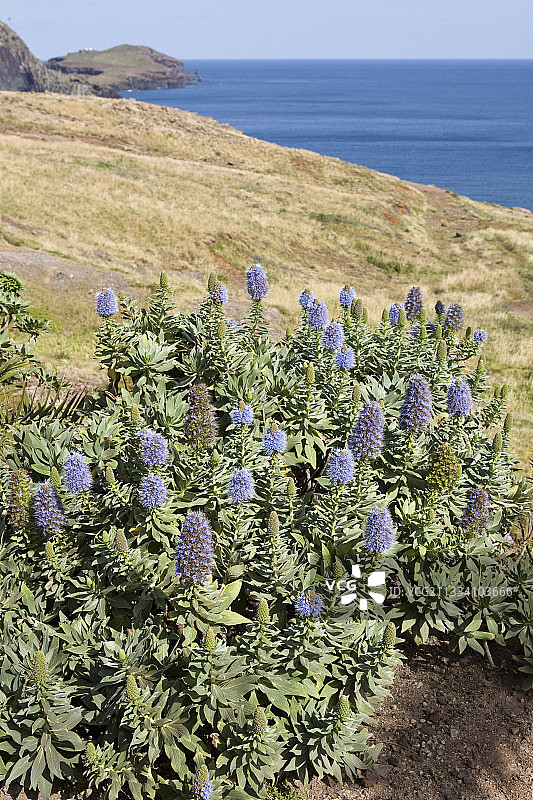 马德拉岛上盛开的傲慢图片素材