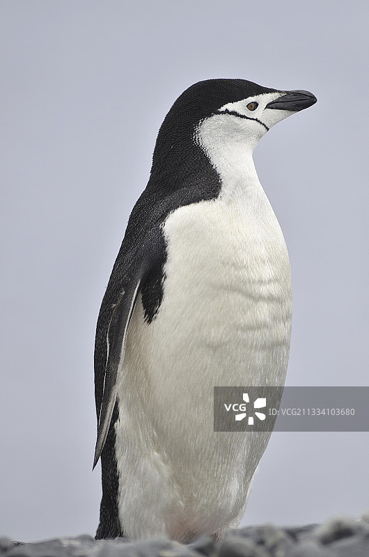 南极洲的帽带企鹅图片素材