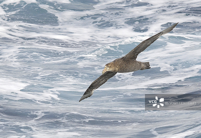 南极洲海浪上飞行的巨海燕图片素材