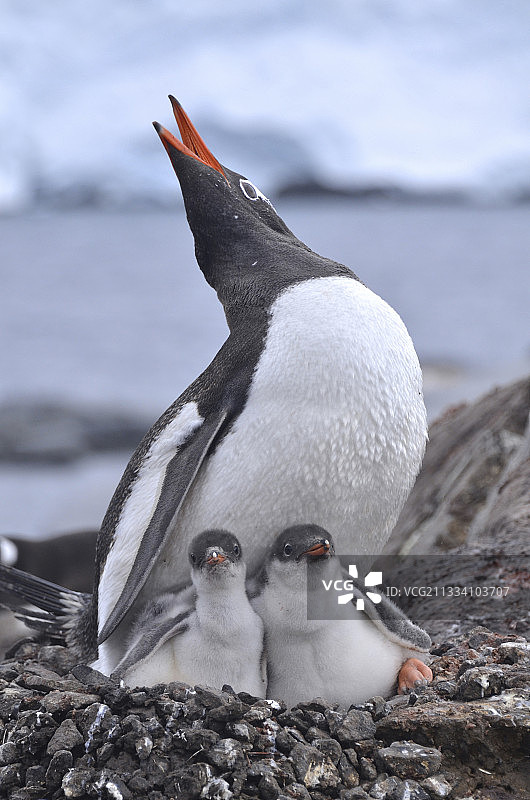 南极洲的巴布亚企鹅和雏鸟图片素材