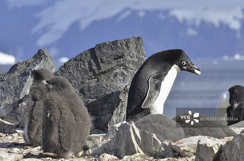 用岩石筑巢的阿德利企鹅，南极洲图片素材