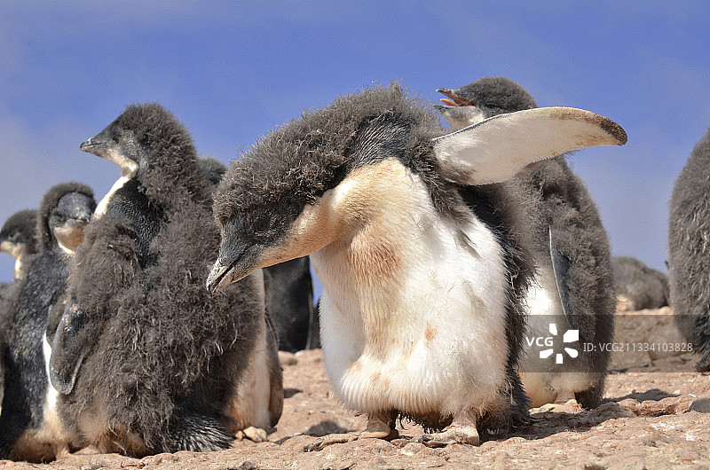 南极洲，保利特岛上正在换羽的阿德利企鹅幼崽图片素材