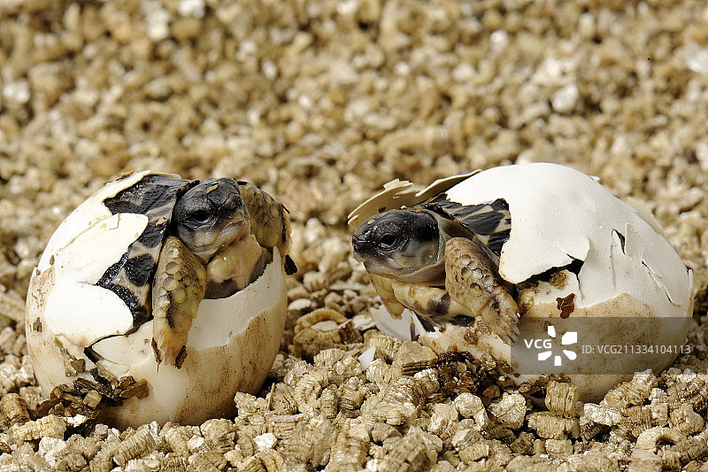 科西嘉岛两只辐射陆龟的诞生图片素材