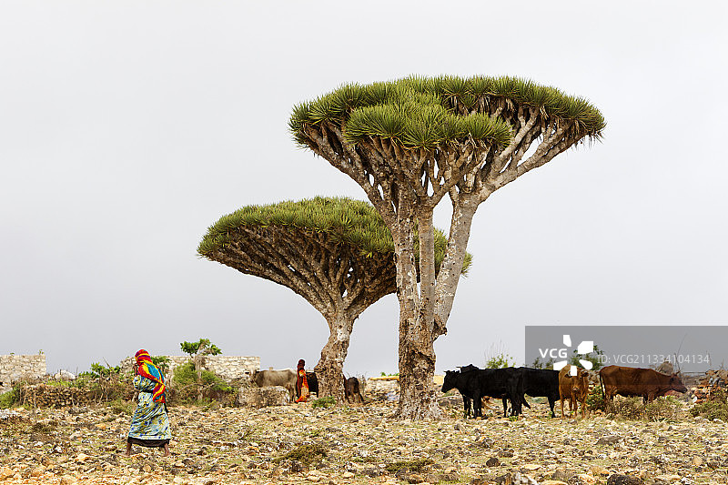 也门索科特拉岛上龙血树附近的奶牛图片素材