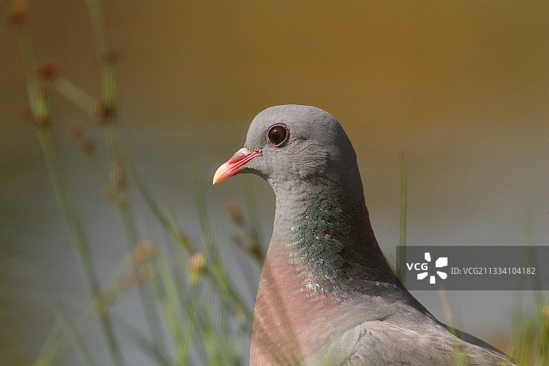 法国夏季灰鸽肖像图片素材