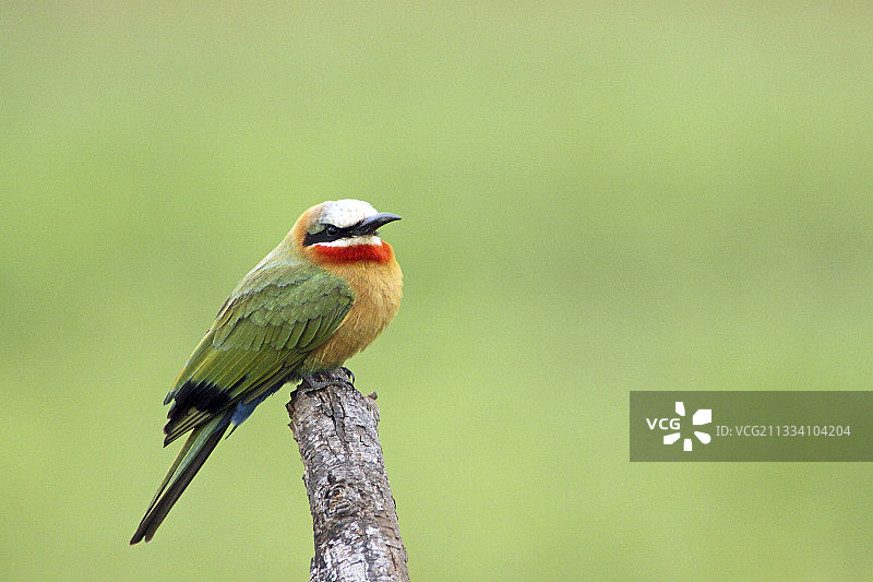 白额蜂虎在克鲁格南非的树枝上图片素材