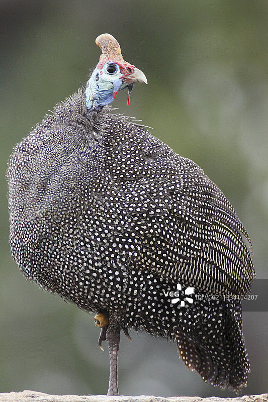 戴盔珍珠鸡在克鲁格休息RSA图片素材