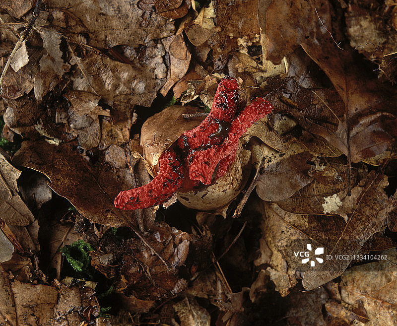 序列 4/8图片素材