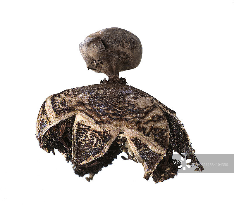 白色背景上的蘑菇图片素材