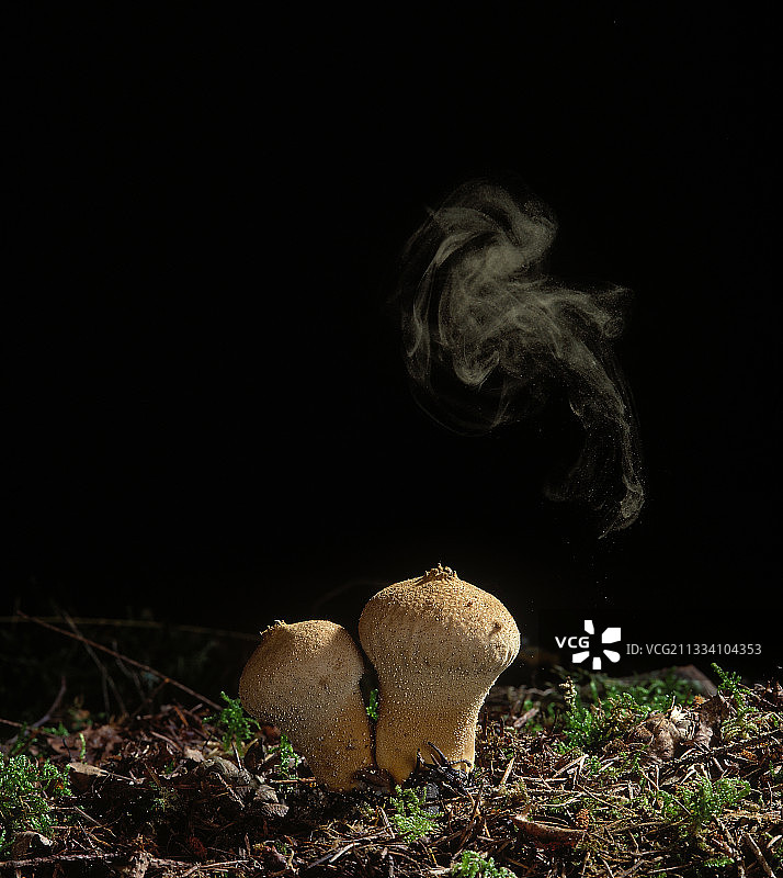 普通马勃释放孢子图片素材