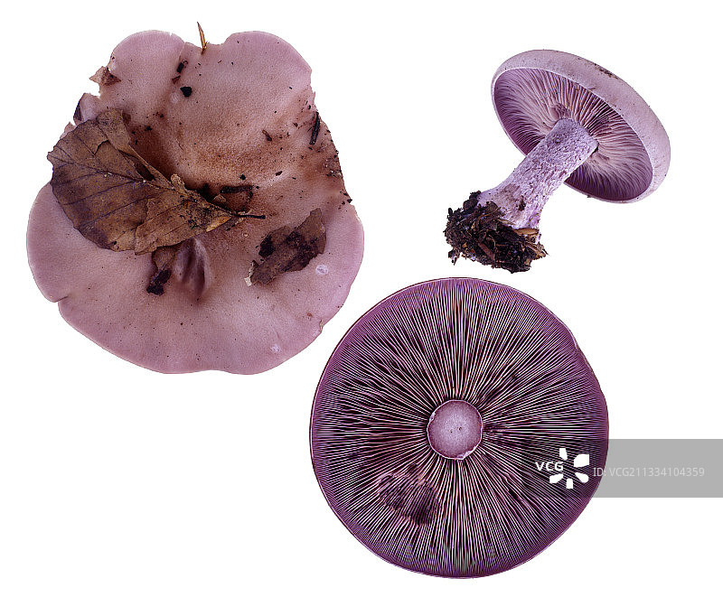白色背景上的紫丁香蘑菇图片素材