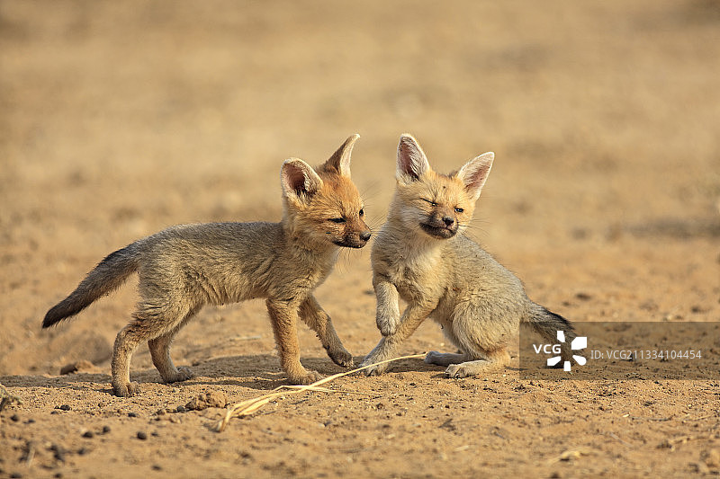 在南非玩耍的幼年南非狐图片素材