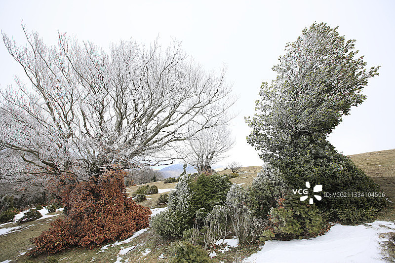 奶牛作用下形成的冬青娃娃是首批殖民者之一图片素材