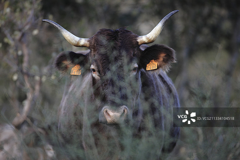 法国比利牛斯山阿尔贝雷斯山脉的奶牛图片素材