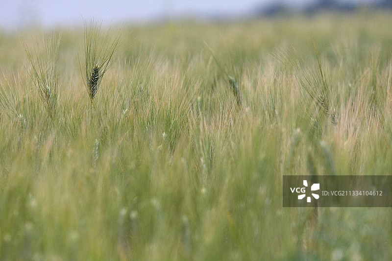 法国普罗旺斯春季田野中的麦穗图片素材