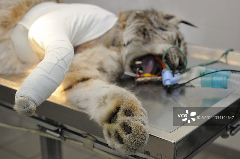 肱骨骨折图片素材