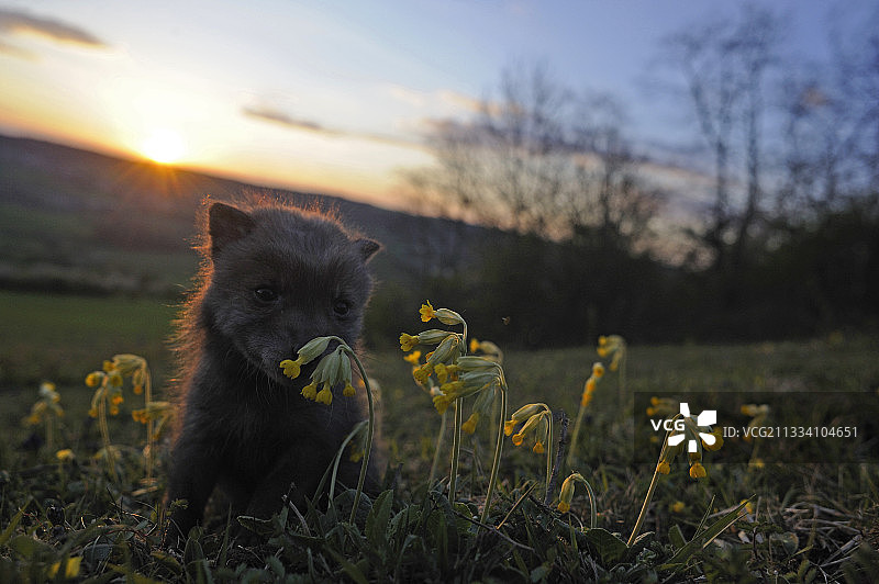 年龄：1个半月图片素材